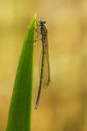 Image of Azure Bluet