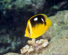 Image of Four-spot butterfly