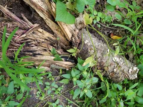 Image of Anteaglonium globosum Mugambi & Huhndorf 2009