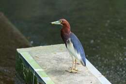 Image of Chinese Pond Heron