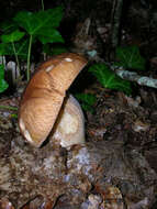 Imagem de Boletus reticulatus Schaeff. 1774