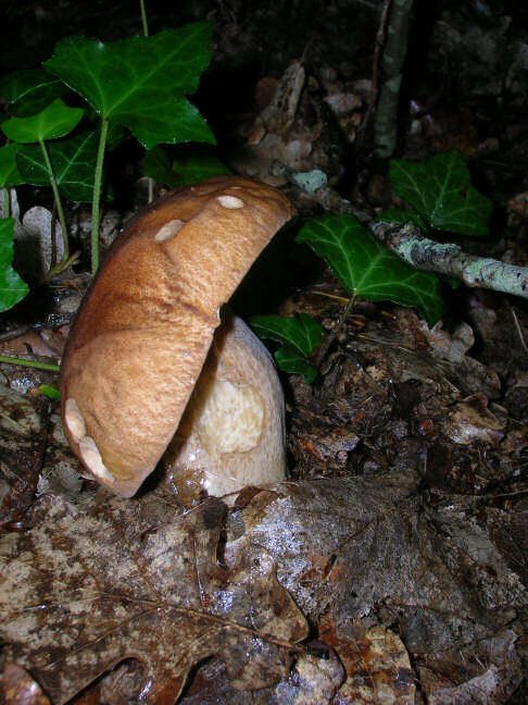 Imagem de Boletus reticulatus Schaeff. 1774