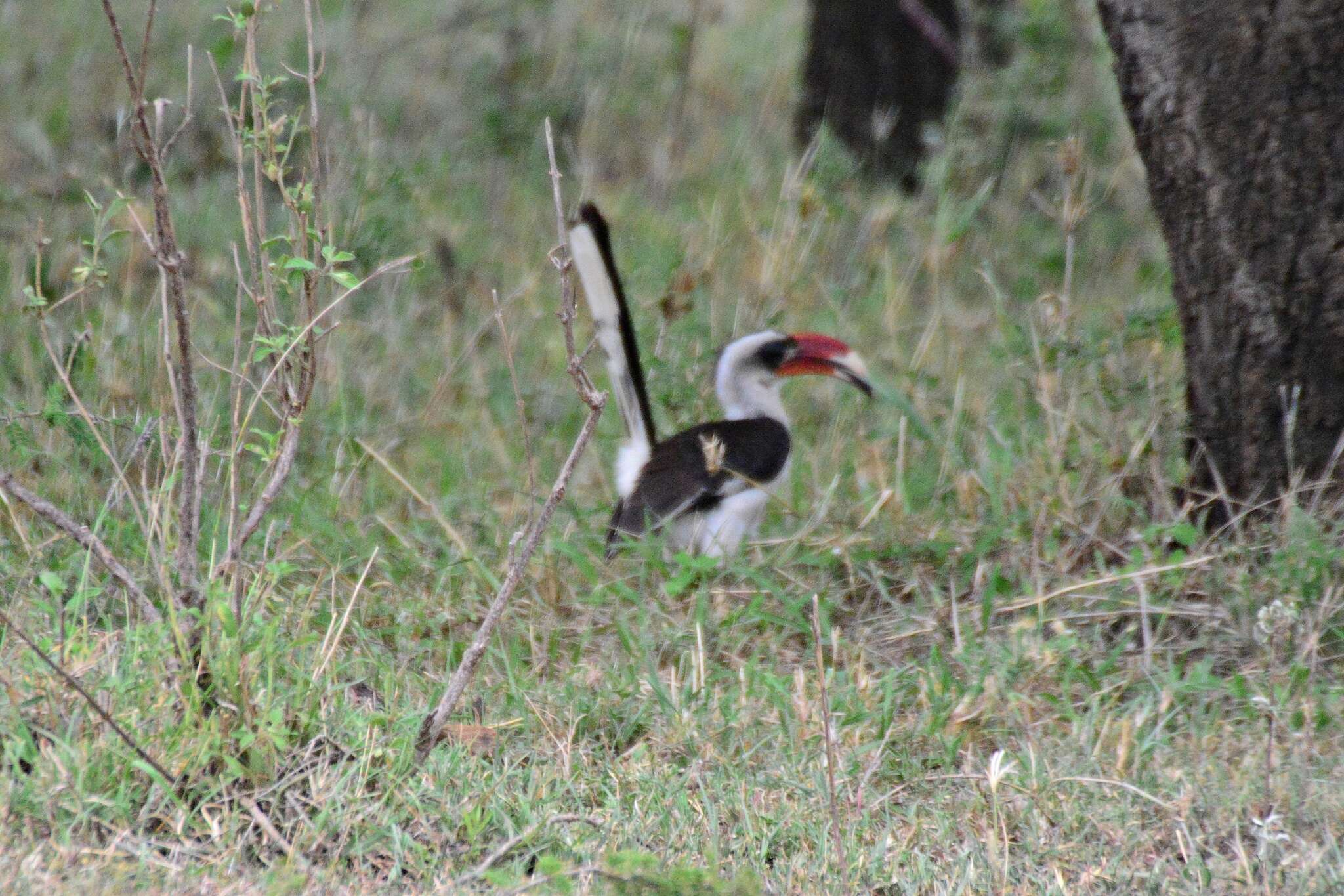 Image of Von der Decken's Hornbill