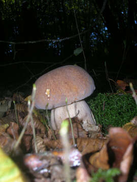 Imagem de Boletus reticulatus Schaeff. 1774