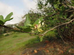 Image of Cadaba fruticosa (L.) Druce