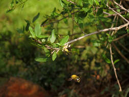 Image of Cadaba fruticosa (L.) Druce