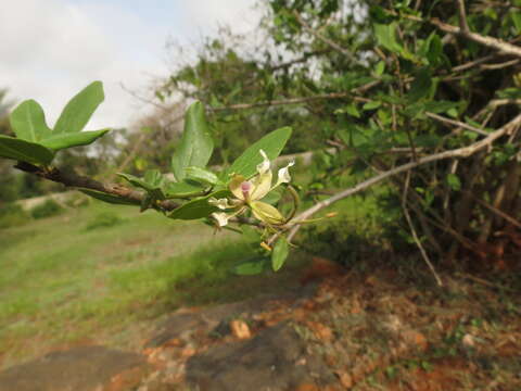 Image of Cadaba fruticosa (L.) Druce