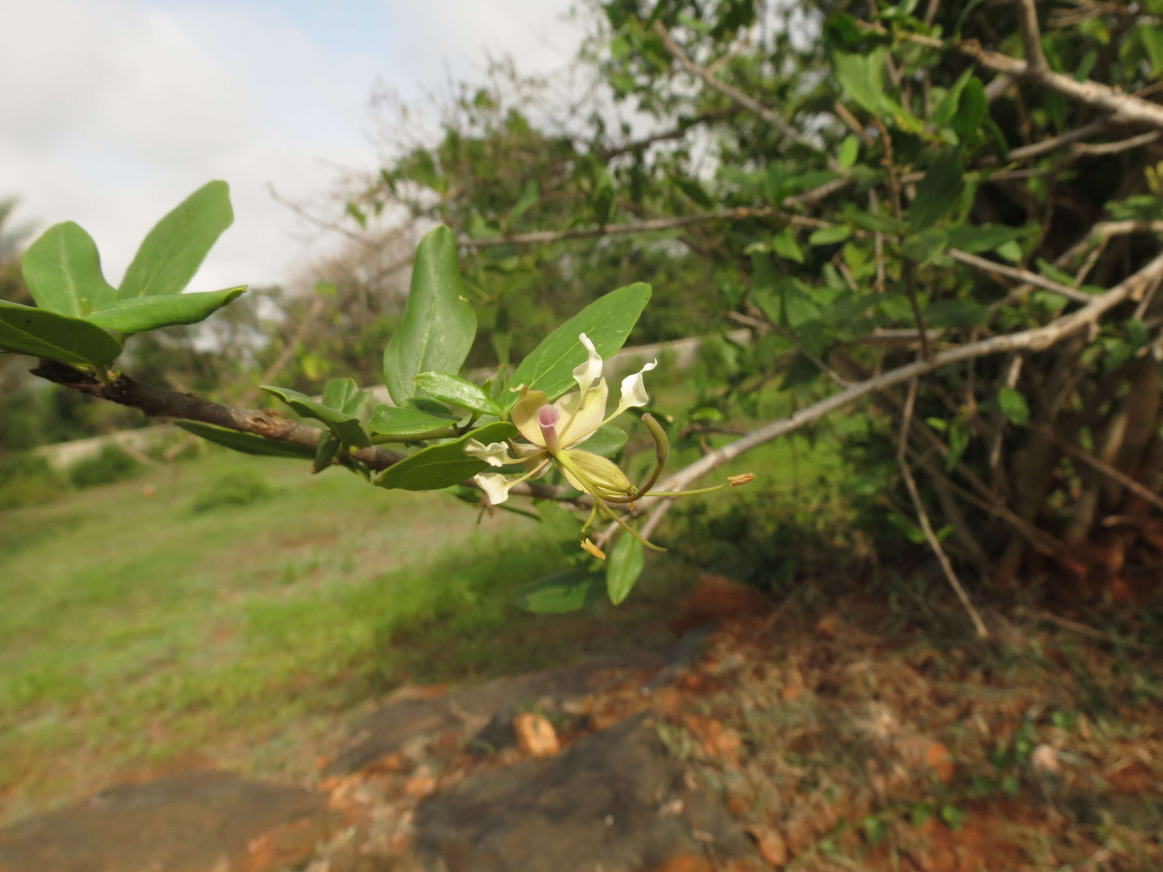 Image of Cadaba fruticosa (L.) Druce