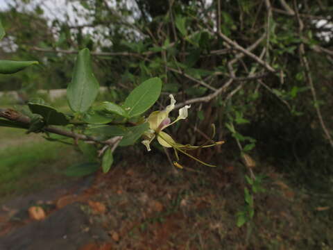 Image of Cadaba fruticosa (L.) Druce