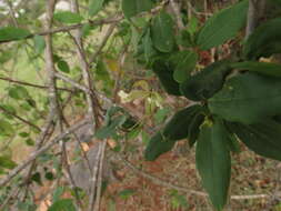 Image of Cadaba fruticosa (L.) Druce