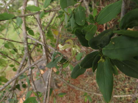 Image of Cadaba fruticosa (L.) Druce