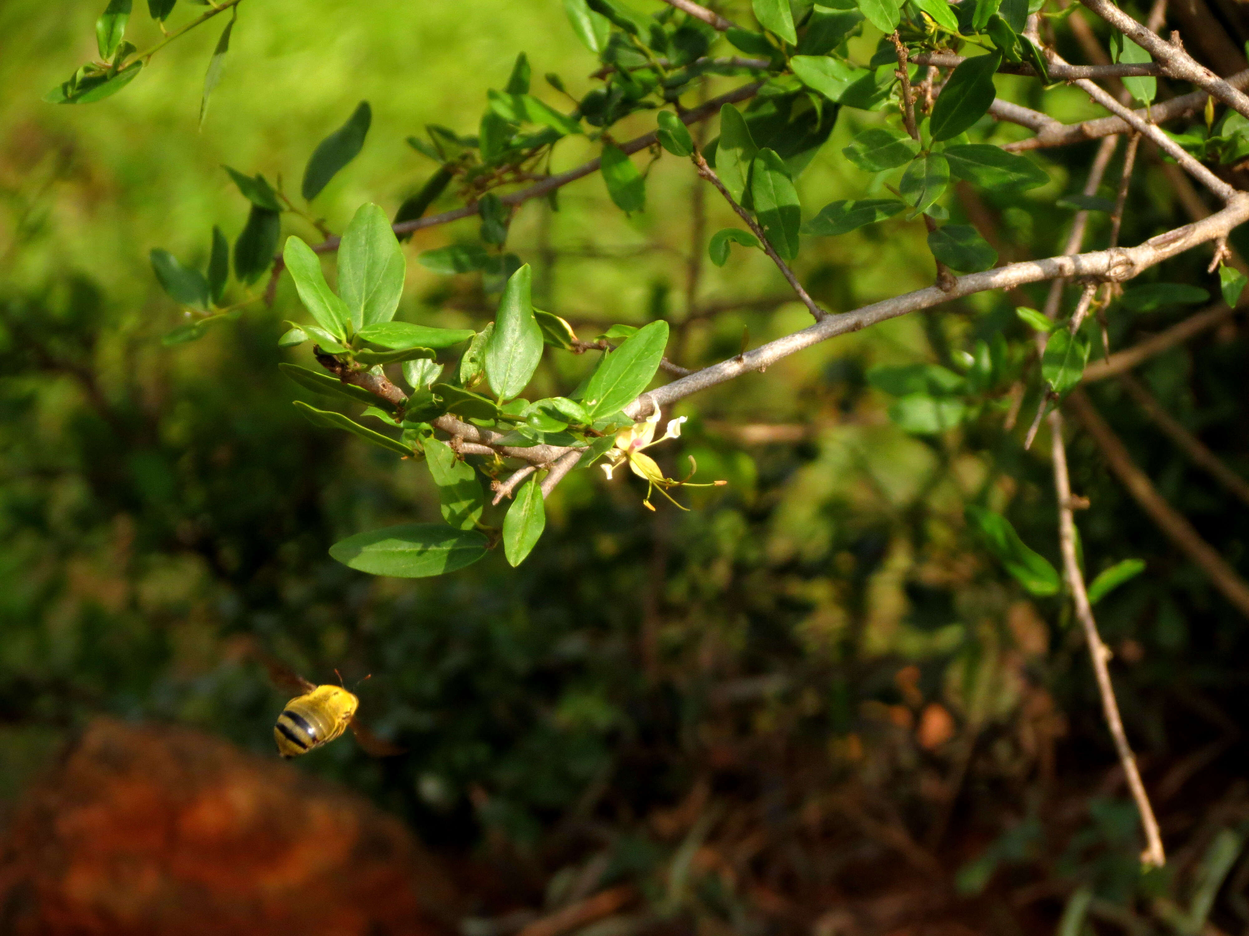 Image of Cadaba fruticosa (L.) Druce