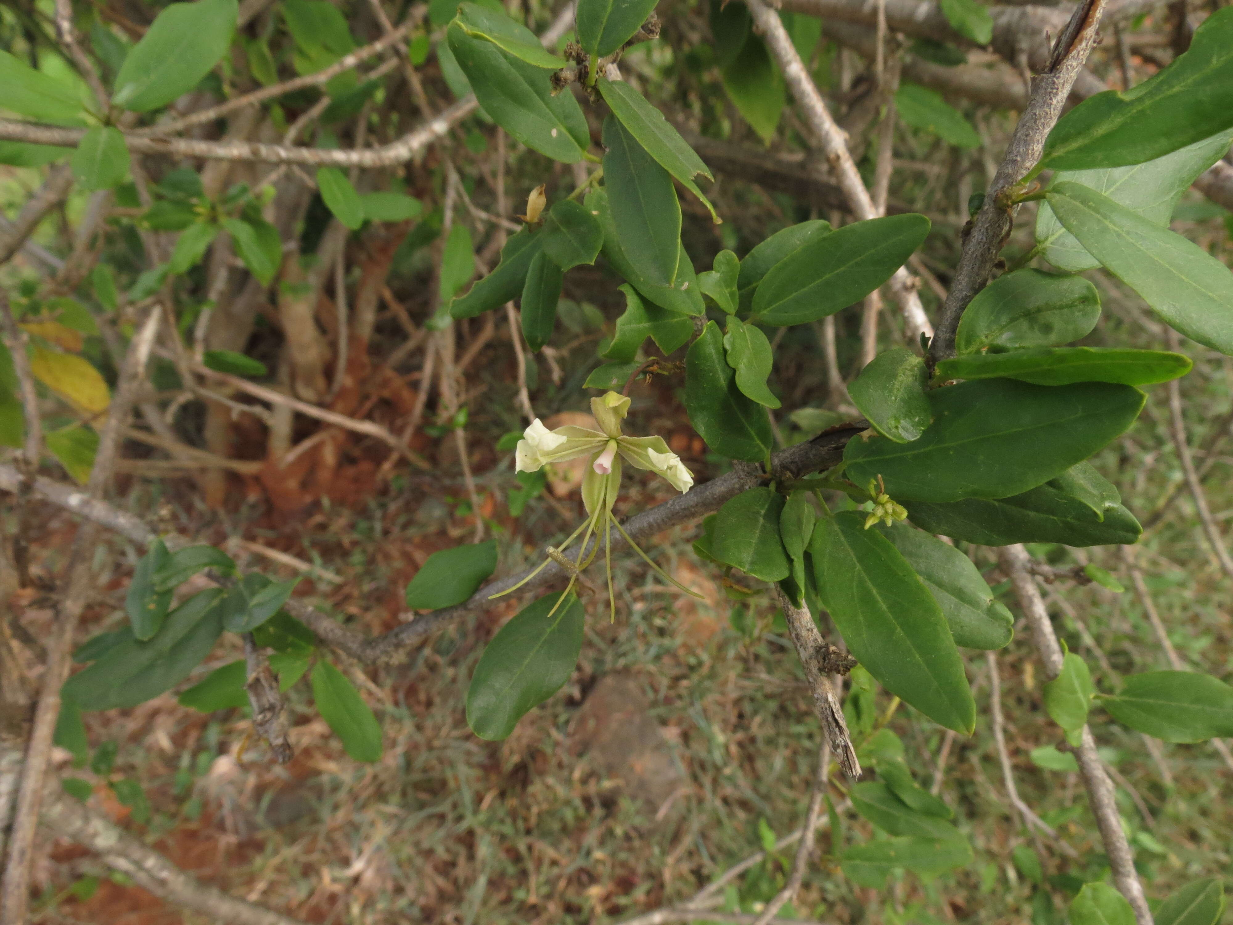 Image of Cadaba fruticosa (L.) Druce