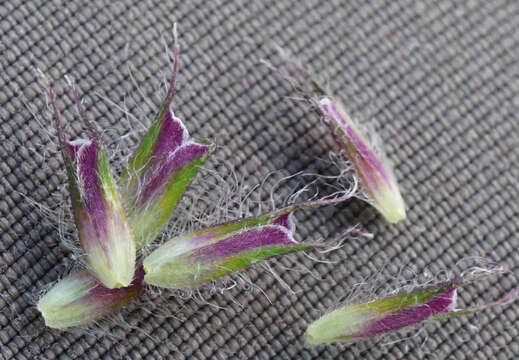 Image of Phleum alpinum subsp. rhaeticum Humphries