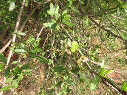 Image of Cadaba fruticosa (L.) Druce