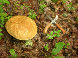 Imagem de Boletus reticulatus Schaeff. 1774