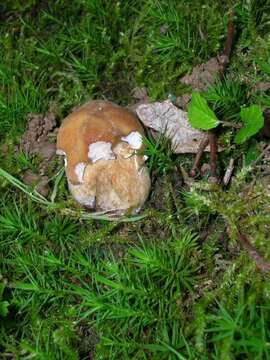 Imagem de Boletus reticulatus Schaeff. 1774