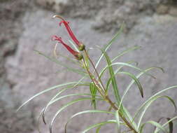 Image de Lobelia laxiflora subsp. angustifolia (A. DC.) Eakes & Lammers