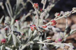 Image of Cynoglossum rugulosum (DC.) Greuter & Burdet