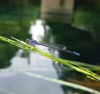 Image of Neotropical Bluet