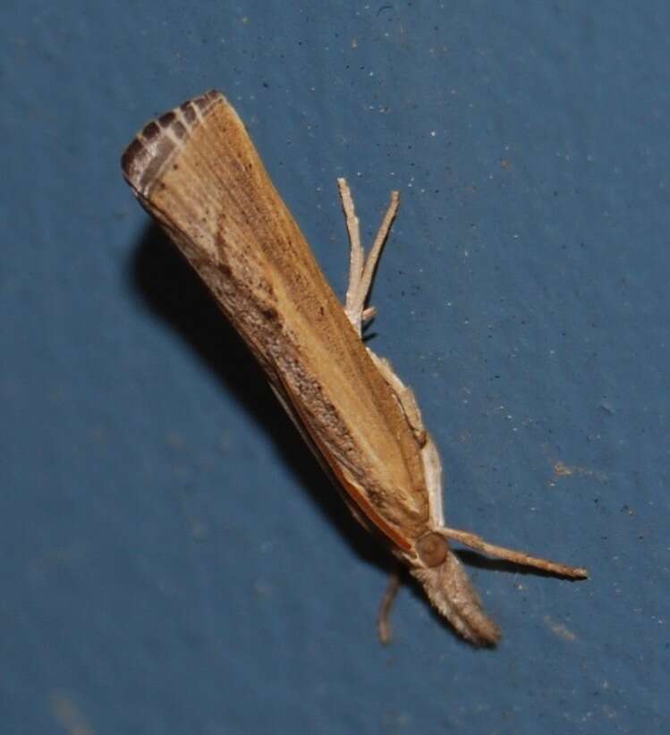 Image of Sod Webworm