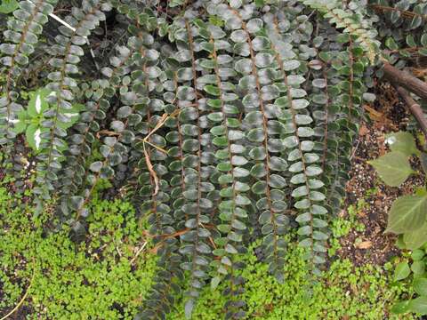 Image de Pellaea rotundifolia (G. Forst.) Hook.