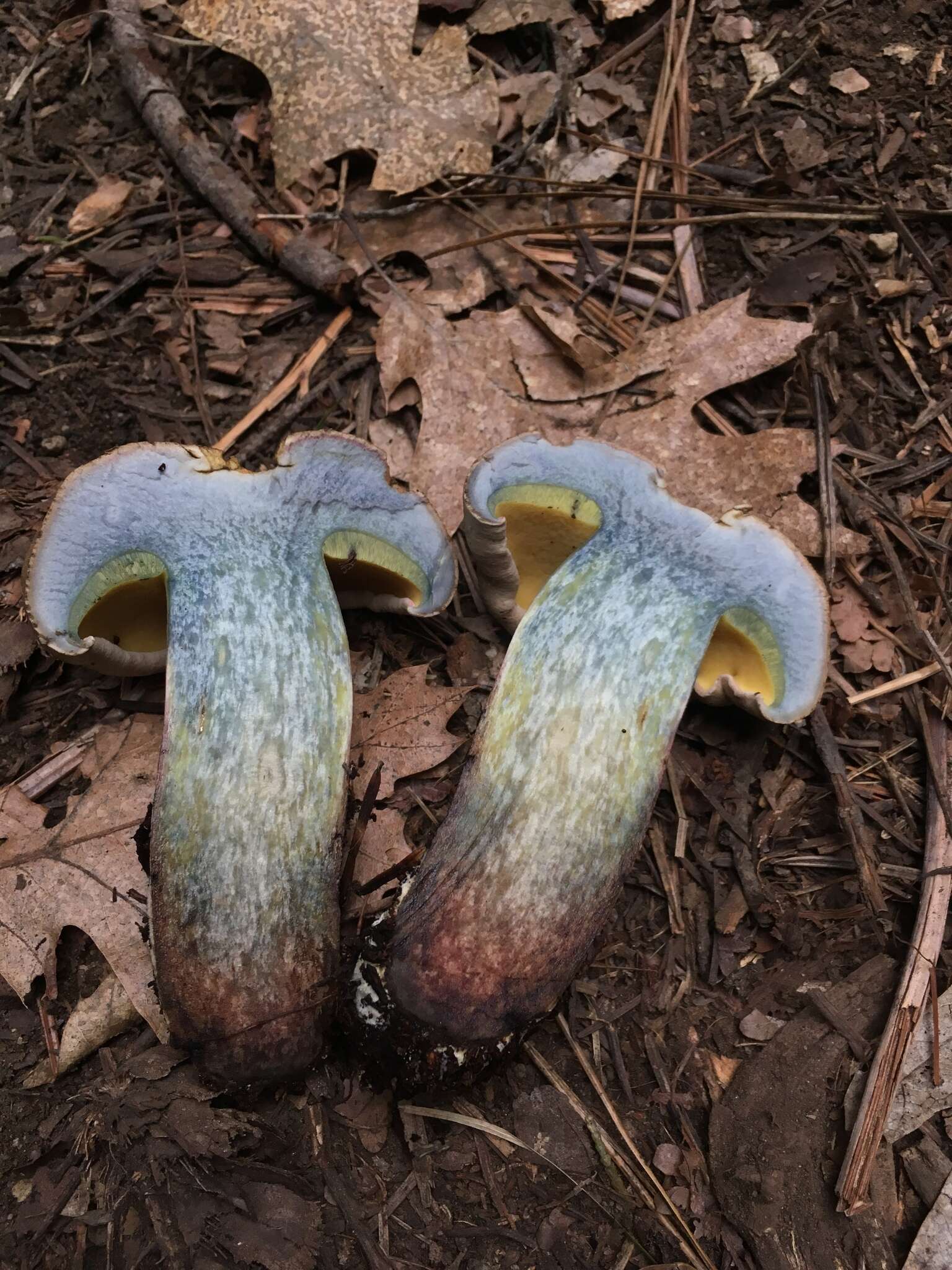 Image de Caloboletus rubripes (Thiers) Vizzini 2014