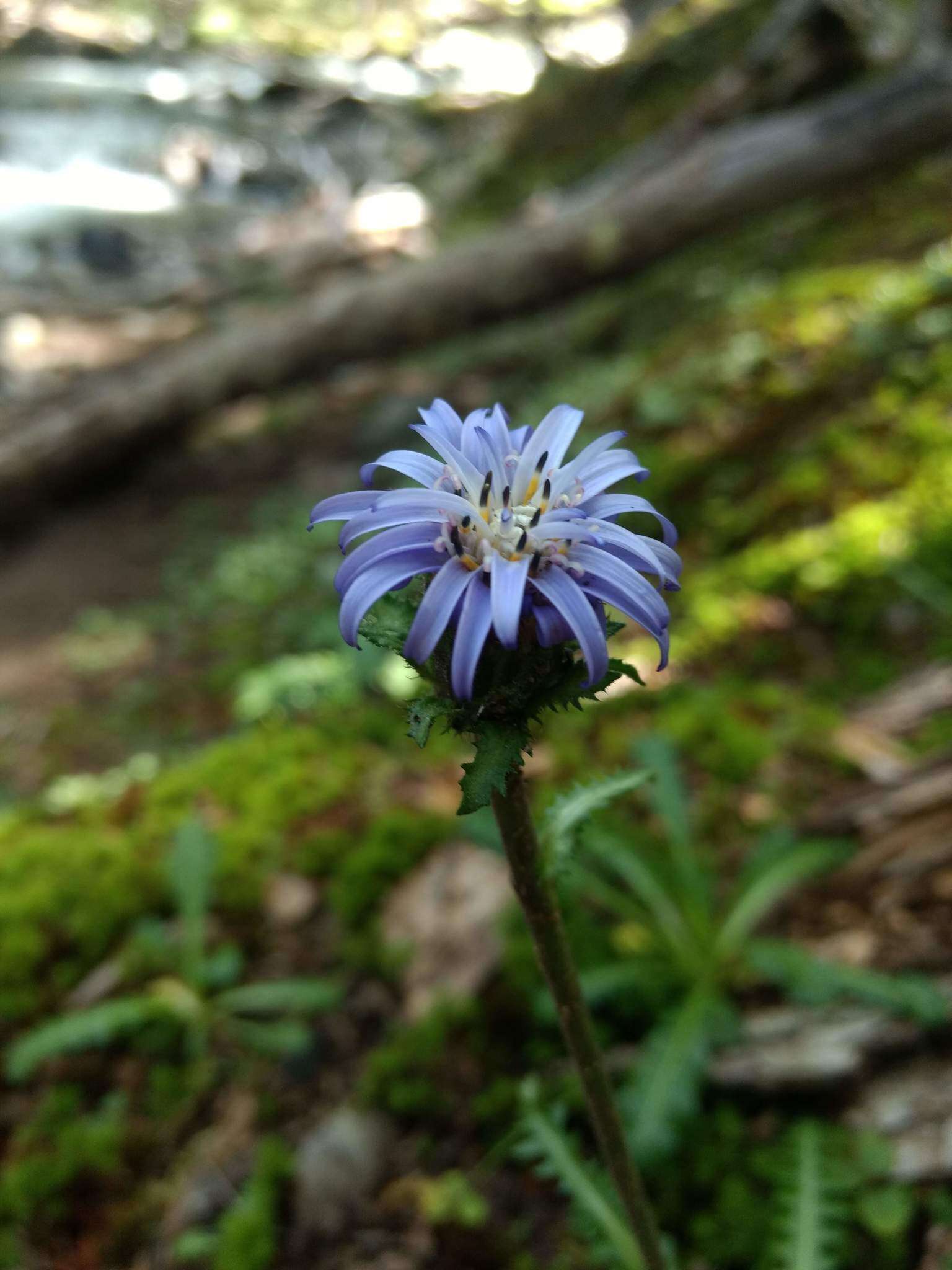 Image of Perezia pedicularidifolia Less.