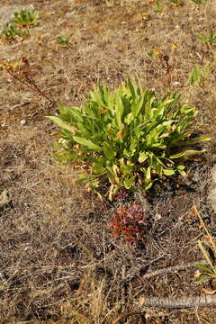 Image of California broomrape