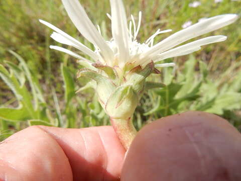 Image de Silphium albiflorum A. Gray