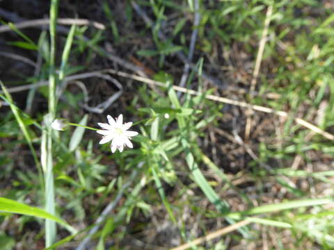 Stellaria longipes Goldie resmi