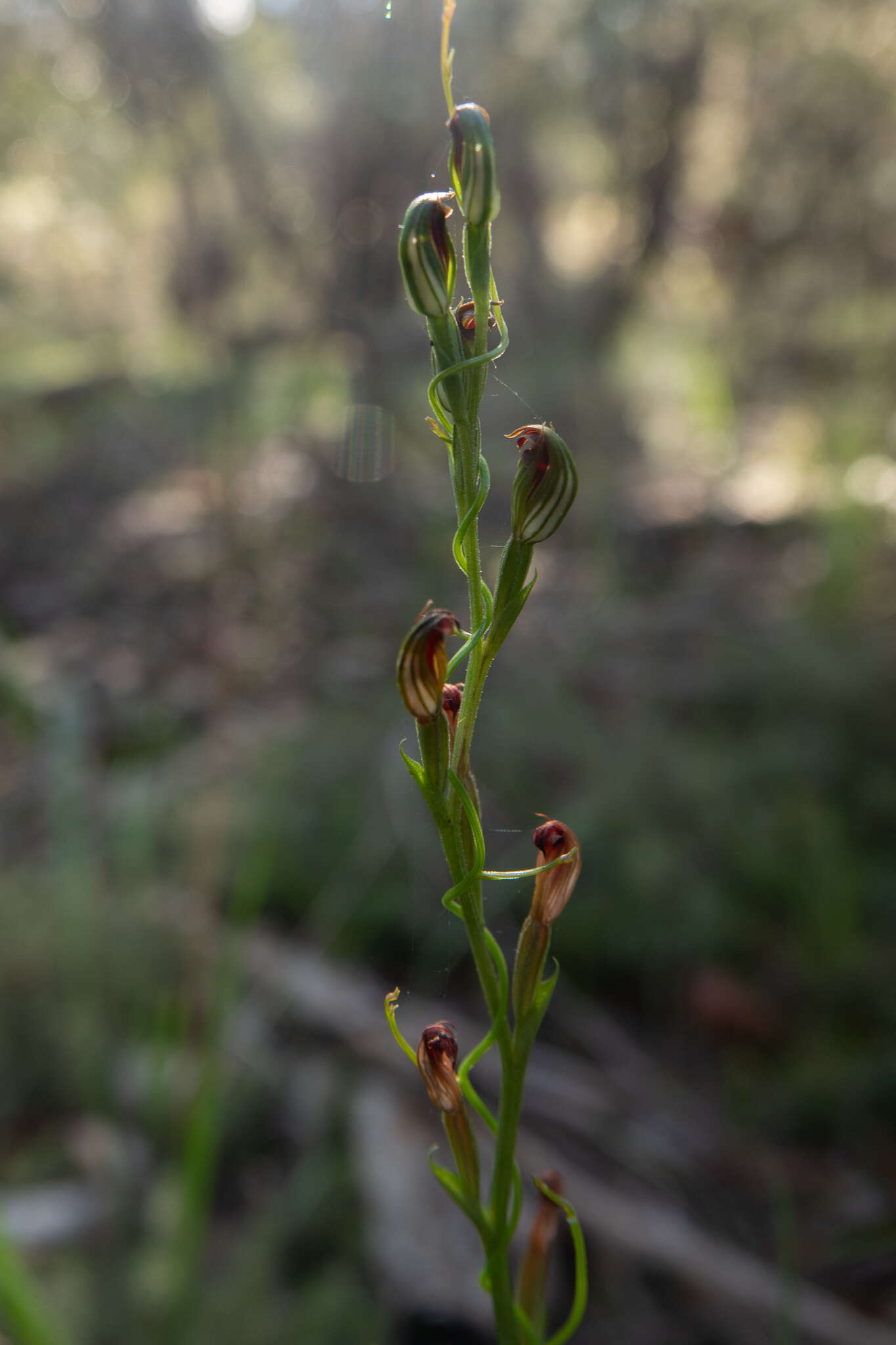 Слика од Pterostylis rubescens (D. L. Jones) G. N. Backh.