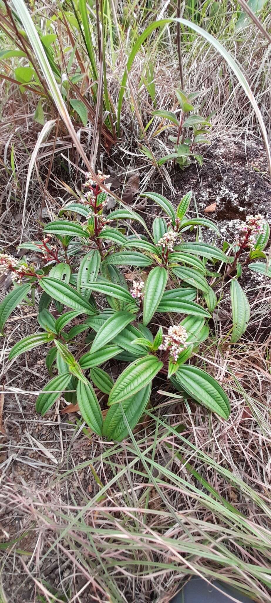 Image of Miconia ciliata (L. Rich.) DC.