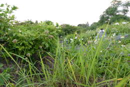 Image of Allium macrostemon Bunge