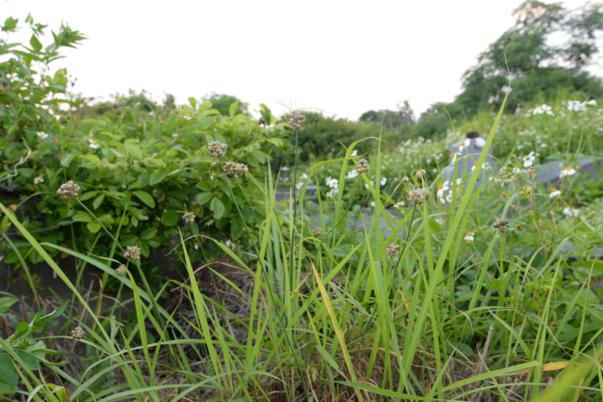 Image of Allium macrostemon Bunge