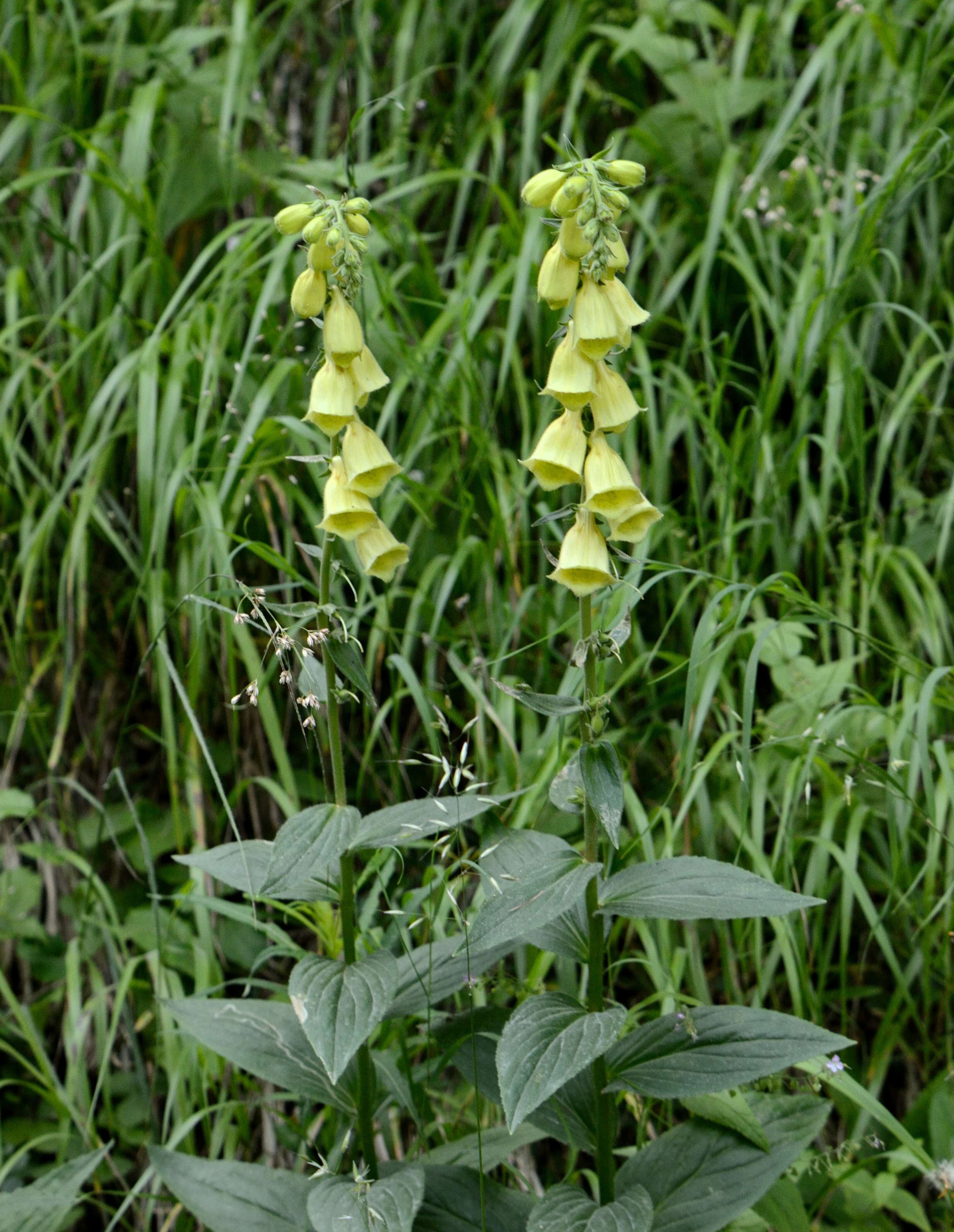 Слика од Digitalis grandiflora Mill.