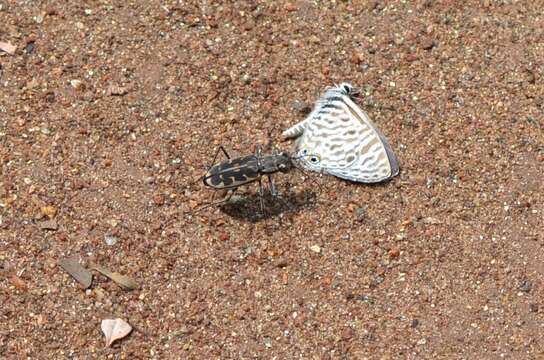 Imagem de Lophyra (Lophyra) bertolonia (W. Horn 1915)