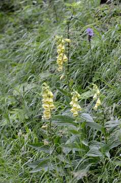 Imagem de Digitalis grandiflora Mill.