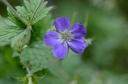 Image of Wood Crane's-bill