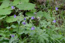 Image of Wood Crane's-bill