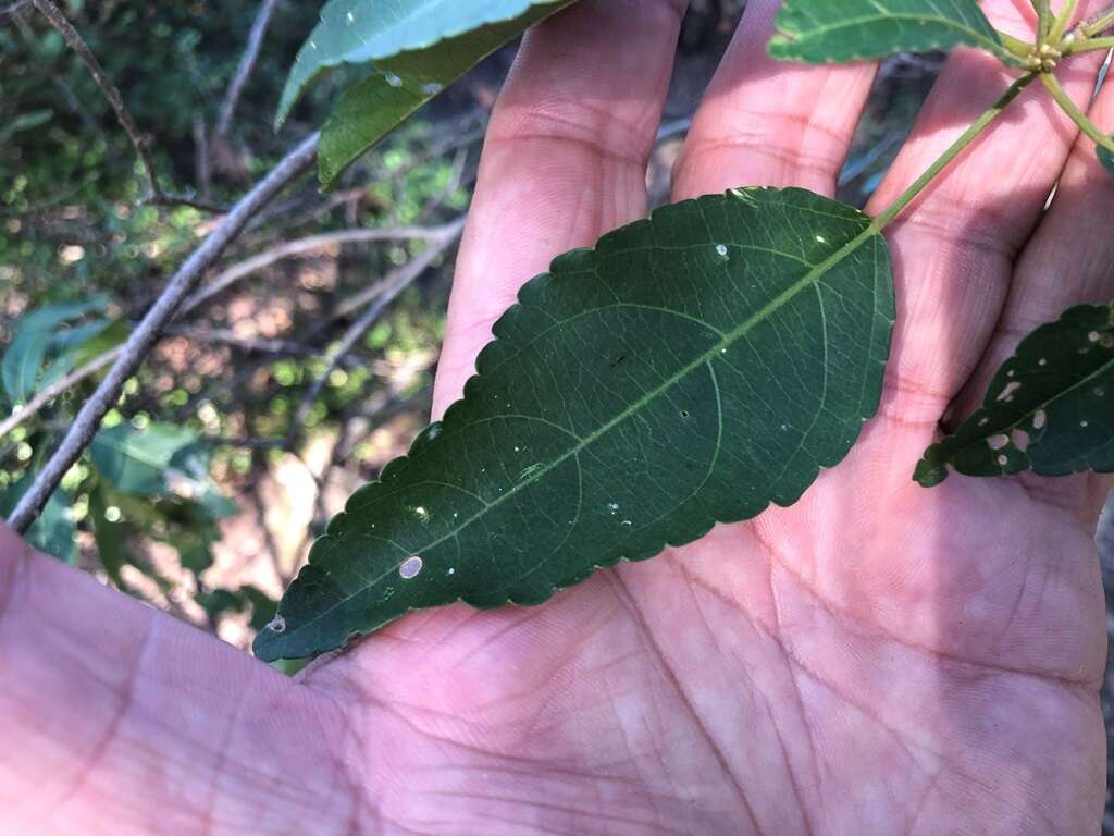 Image of Claoxylon tenerifolium (F. Muell. ex Baill.) F. Muell.