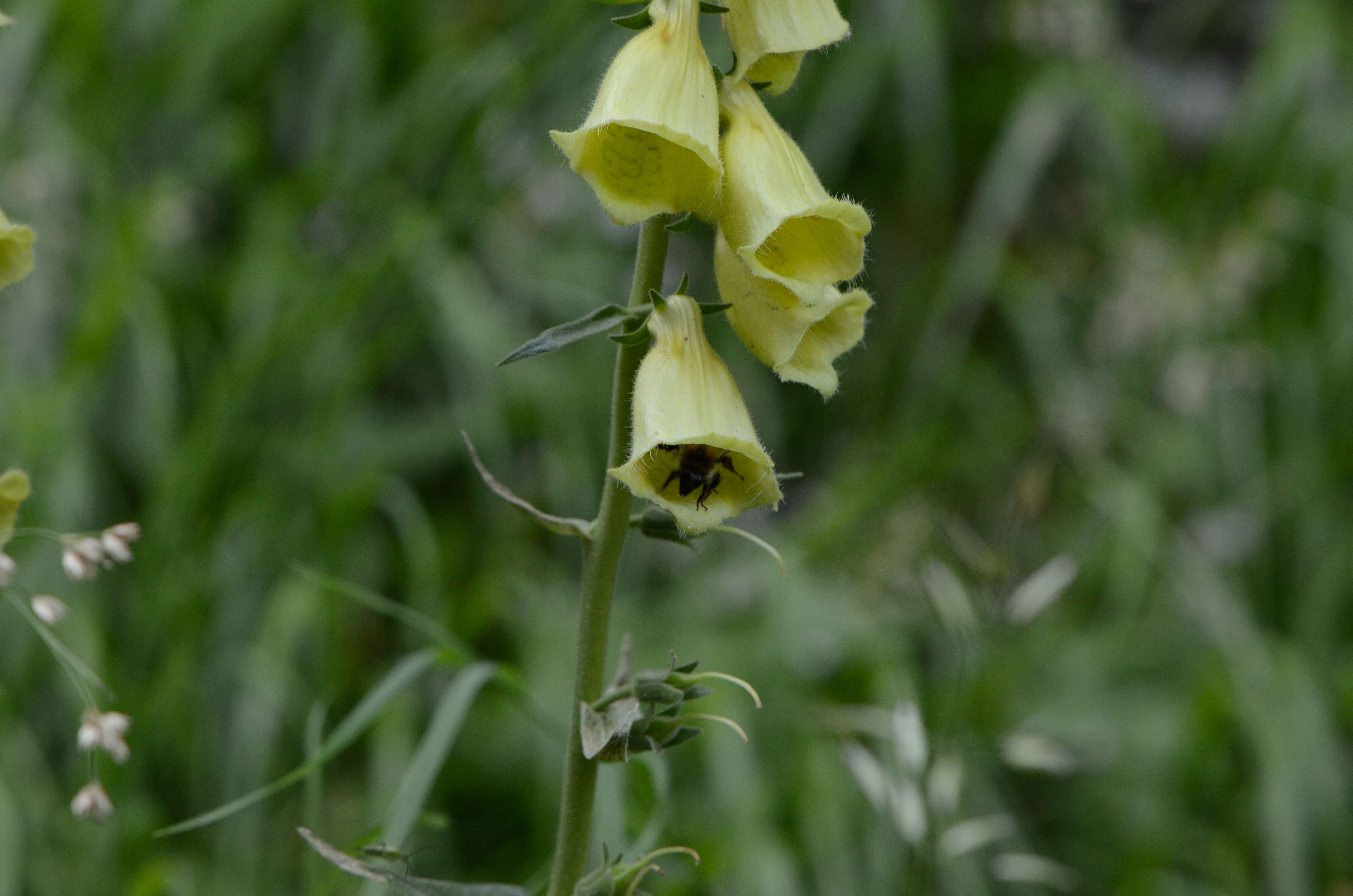 Слика од Digitalis grandiflora Mill.