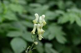 Image of monkshood