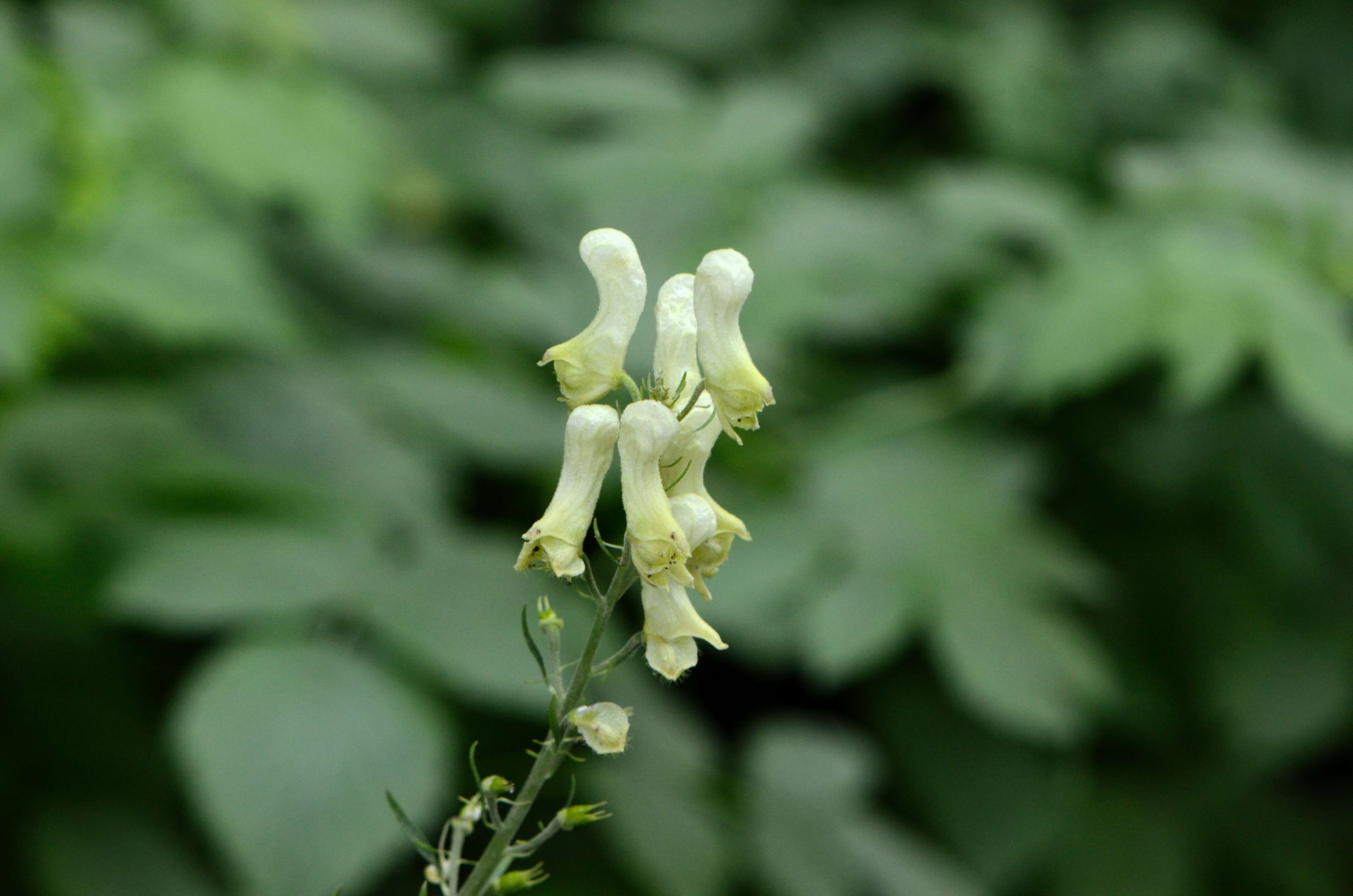 Imagem de Aconitum lycoctonum L.