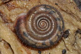 Image of Helicodontidae