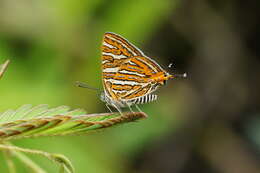 Image of Cigaritis vulcanus