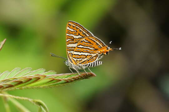 Image of Cigaritis vulcanus