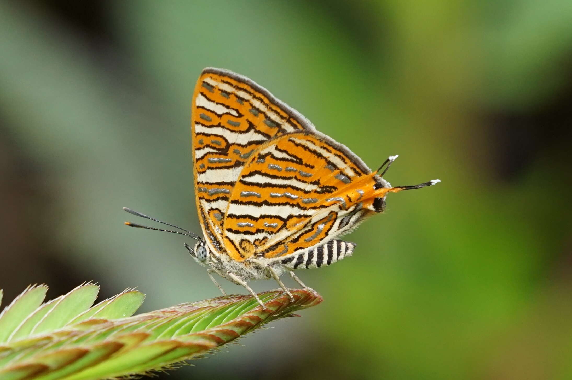 Слика од Cigaritis vulcanus