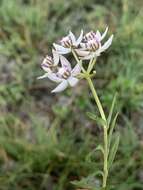 Image of Asclepias brevicuspis (E. Mey.) Schltr.