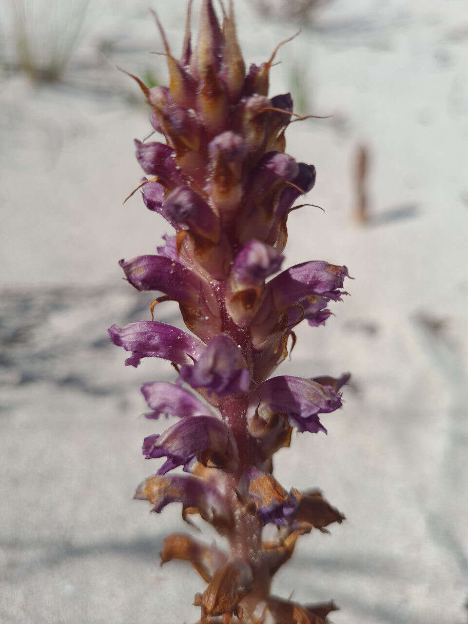 Image of nodding broomrape